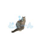 ぱっくんスタンプ3（個別スタンプ：8）