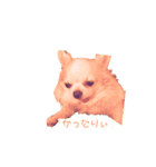 おっさんチワワ（個別スタンプ：1）