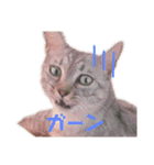 加藤家のけものたち（個別スタンプ：28）