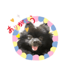 黒ポメ オコメスタンプ2（個別スタンプ：1）