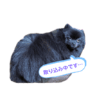 黒ポメ オコメスタンプ2（個別スタンプ：4）