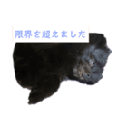 黒ポメ オコメスタンプ2（個別スタンプ：7）