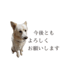 犬のちょびの挨拶スタンプ（個別スタンプ：1）
