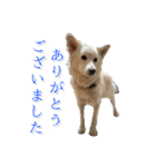 犬のちょびの挨拶スタンプ（個別スタンプ：2）