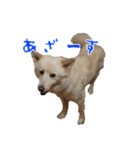 犬のちょびの挨拶スタンプ（個別スタンプ：3）