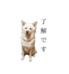 犬のちょびの挨拶スタンプ（個別スタンプ：4）