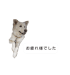 犬のちょびの挨拶スタンプ（個別スタンプ：5）