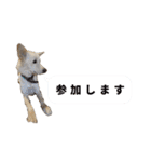 犬のちょびの挨拶スタンプ（個別スタンプ：7）