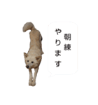 犬のちょびの挨拶スタンプ（個別スタンプ：9）