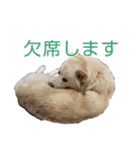 犬のちょびの挨拶スタンプ（個別スタンプ：10）