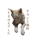 犬のちょびの挨拶スタンプ（個別スタンプ：11）