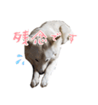 犬のちょびの挨拶スタンプ（個別スタンプ：12）