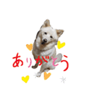 犬のちょびの挨拶スタンプ（個別スタンプ：13）