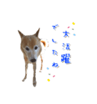 犬のちょびの挨拶スタンプ（個別スタンプ：14）