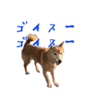 犬のちょびの挨拶スタンプ（個別スタンプ：15）