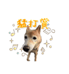 犬のちょびの挨拶スタンプ（個別スタンプ：16）