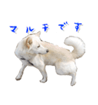 犬のちょびの挨拶スタンプ（個別スタンプ：17）