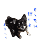 犬のちょびの挨拶スタンプ（個別スタンプ：18）
