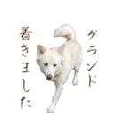 犬のちょびの挨拶スタンプ（個別スタンプ：19）