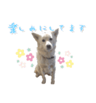 犬のちょびの挨拶スタンプ（個別スタンプ：22）