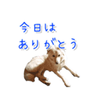 犬のちょびの挨拶スタンプ（個別スタンプ：24）