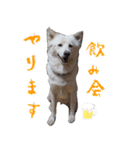 犬のちょびの挨拶スタンプ（個別スタンプ：25）