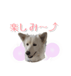 犬のちょびの挨拶スタンプ（個別スタンプ：26）