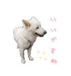犬のちょびの挨拶スタンプ（個別スタンプ：28）