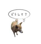 犬のちょびの挨拶スタンプ（個別スタンプ：29）