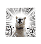 犬のちょびの挨拶スタンプ（個別スタンプ：31）