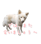 犬のちょびの挨拶スタンプ（個別スタンプ：33）