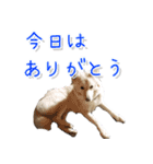 犬のちょびの挨拶スタンプ（個別スタンプ：34）