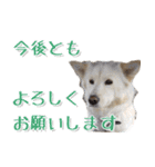 犬のちょびの挨拶スタンプ（個別スタンプ：35）