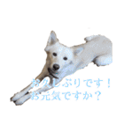 犬のちょびの挨拶スタンプ（個別スタンプ：36）