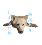 犬のちょびの挨拶スタンプ（個別スタンプ：38）