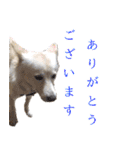 犬のちょびの挨拶スタンプ（個別スタンプ：39）