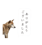 犬のちょびの挨拶スタンプ（個別スタンプ：40）