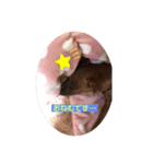 ミニピン家族 ジンとテラ（個別スタンプ：4）