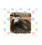 えこちやん（個別スタンプ：5）