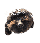 モコandマル（個別スタンプ：15）
