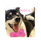 まったりしば（個別スタンプ：1）