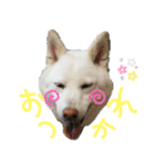 まったりしば（個別スタンプ：2）