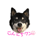 まったりしば（個別スタンプ：3）