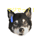 まったりしば（個別スタンプ：5）
