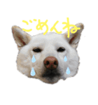 まったりしば（個別スタンプ：6）