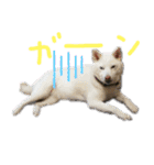 まったりしば（個別スタンプ：11）
