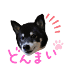 まったりしば（個別スタンプ：12）
