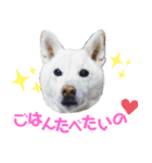 まったりしば（個別スタンプ：16）