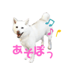 まったりしば（個別スタンプ：17）
