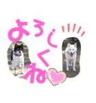 まったりしば（個別スタンプ：20）
